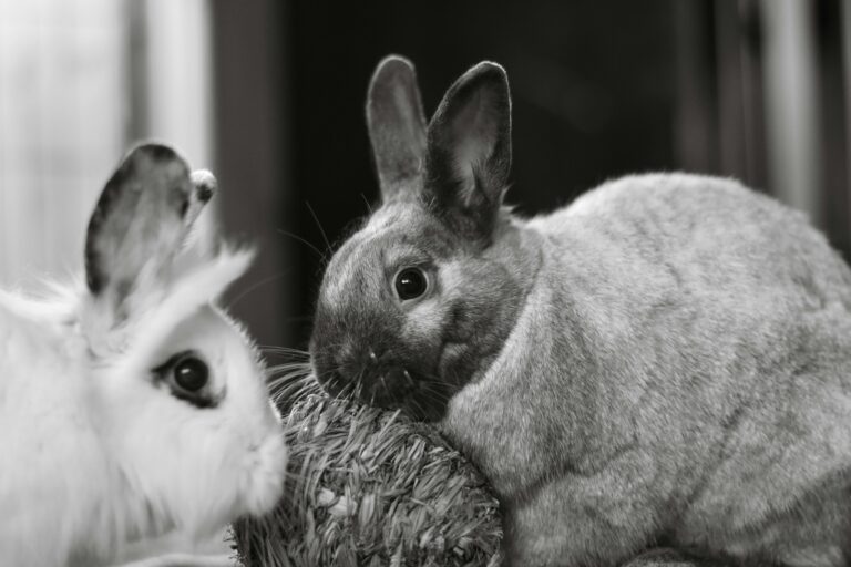 is there pet insurance for rabbits
